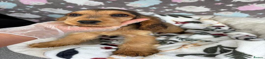 Sable girl