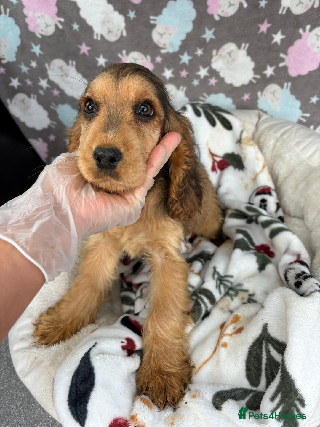 Cocker Spaniel dogs for sale: Show spaniel pups from kc/ health tested parents  - Image 1
