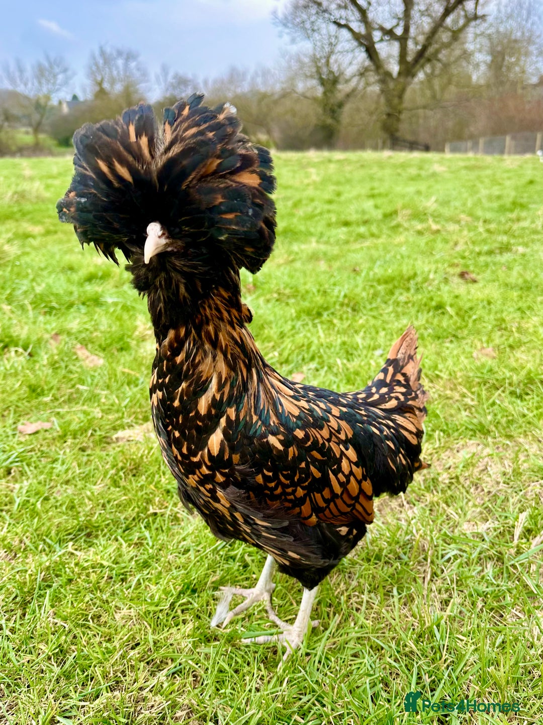 Chickens poultry for sale: Silkie, Pekin, Polish, Brahma, Faverolle Hens  - Advert 4
