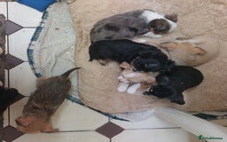 Mixed Breed dogs for sale: Ready to collect  - Advert 12