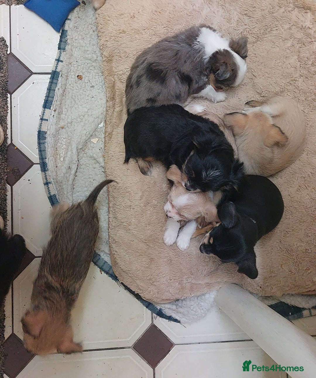 Mixed Breed dogs for sale: Ready to collect  - Advert 12