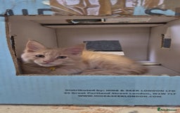 Maine Coon cats for sale: Maine Coon kittens Glasgow  - Image 2