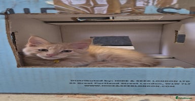 Maine Coon cats - Advert 3