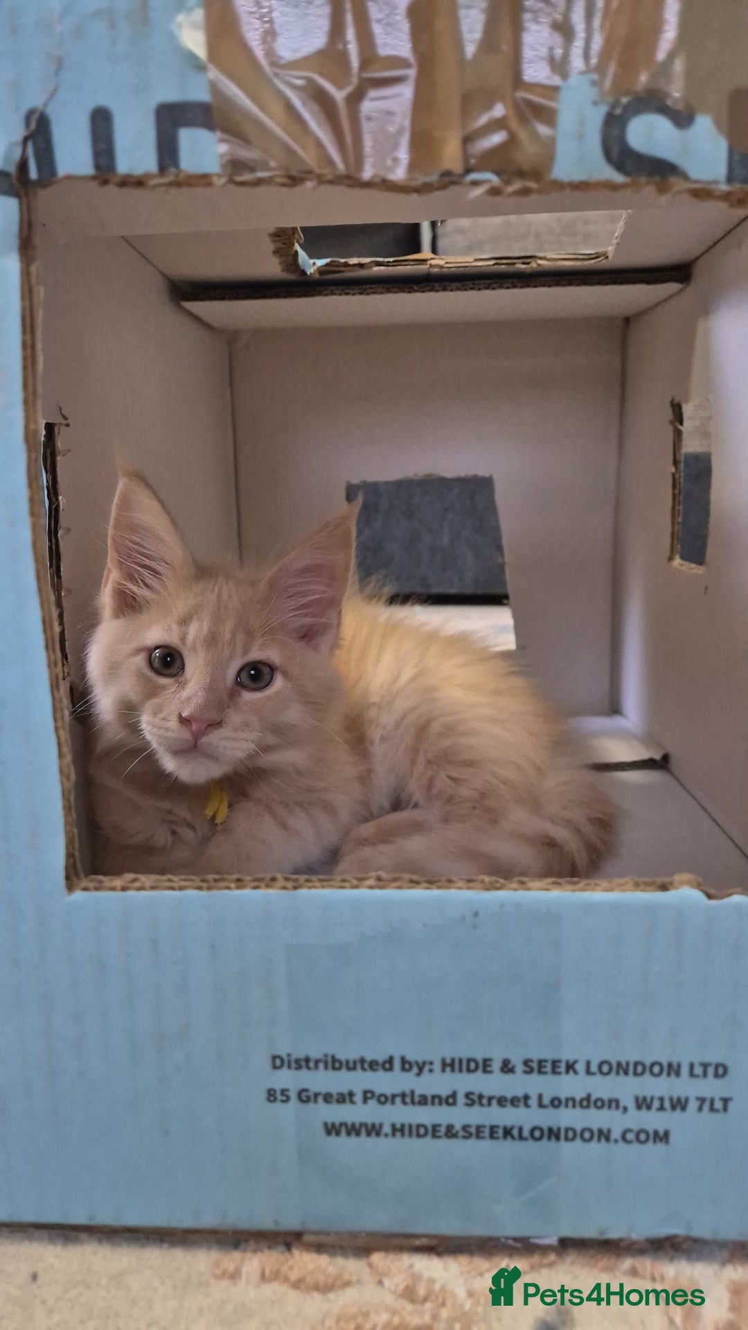 Maine Coon cats for sale: Maine Coon kittens Glasgow  - Image 2