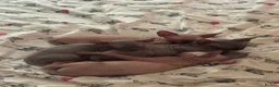 Sphynx cats for sale: Canadian sphynx kittens looking for home - Advert 4
