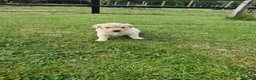 Golden Retriever dogs for sale: KC Registered Golden Retrievers- DNA Health Tested - Advert 9