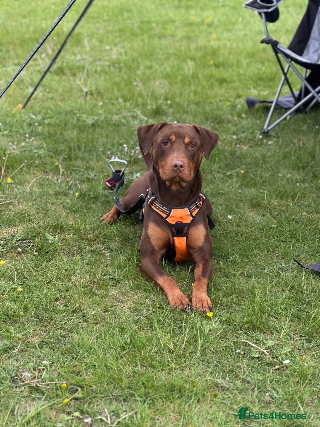 Mixed Breed dogs for sale: Doberman cross staff  - Advert 4