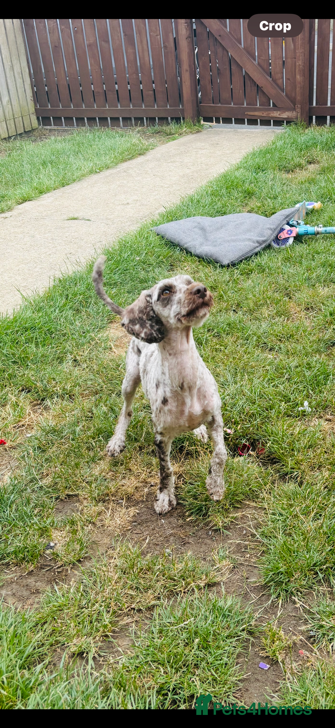 Cockapoo dogs for sale:  cocker poo - Image 1
