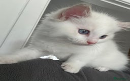 Ragdoll cats for sale: Gorgeous Rare White boy and blue mitted boy  - Image 2