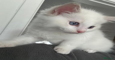 Ragdoll cats - Advert 14