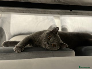 British Shorthair cats British Short Hair Kittens - Advert 1