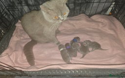 British Shorthair cats for sale: Bsh kitten  - Image 4