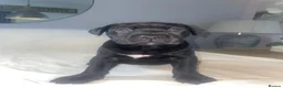 Cane Corso dogs for sale: 🐶 Cane Corso Puppies – Both Parents Family Pets – - Advert 21