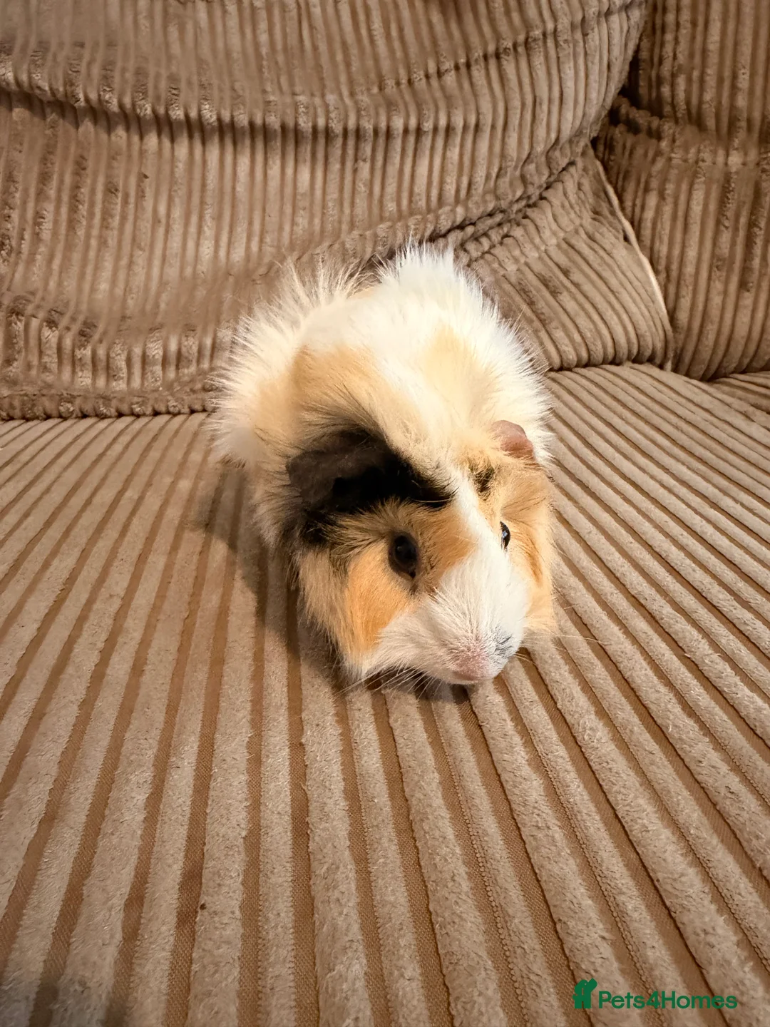 Guinea Pig rodents for sale: Female Abyssinian Guinea pig and her sow offspring - Advert 11