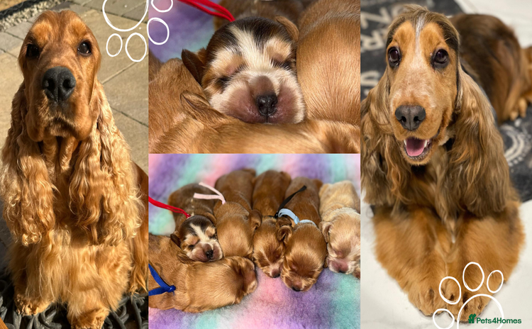 Cocker Spaniel dogs - Advert 1