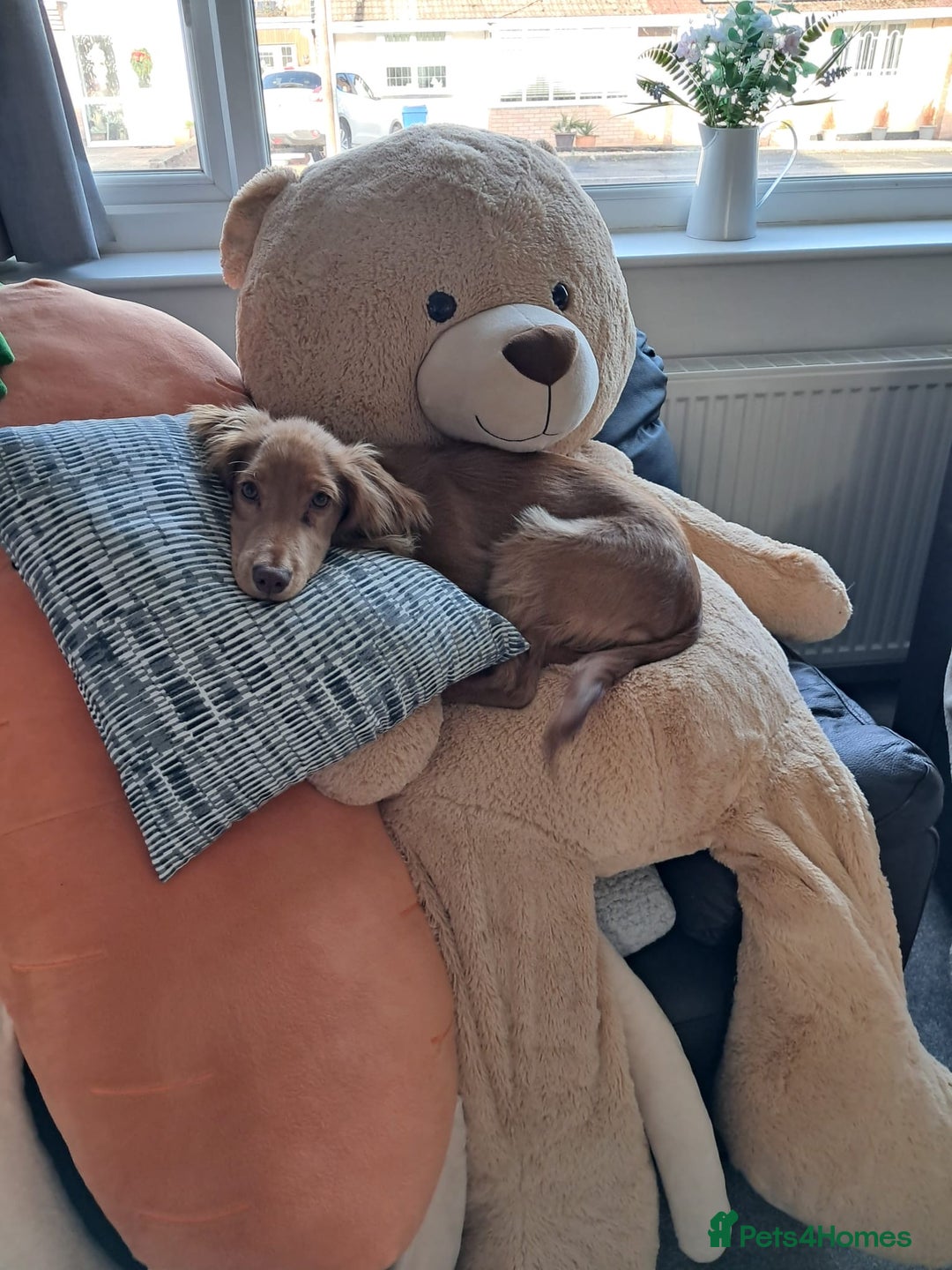 Cocker Spaniel dogs for sale: Affectionate & Stunning Male Cocker Spaniel  🐶🐾 - Advert 1