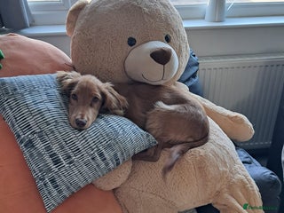 Cocker Spaniel dogs Affectionate & Stunning Male Cocker Spaniel 🐶🐾 - Advert 2