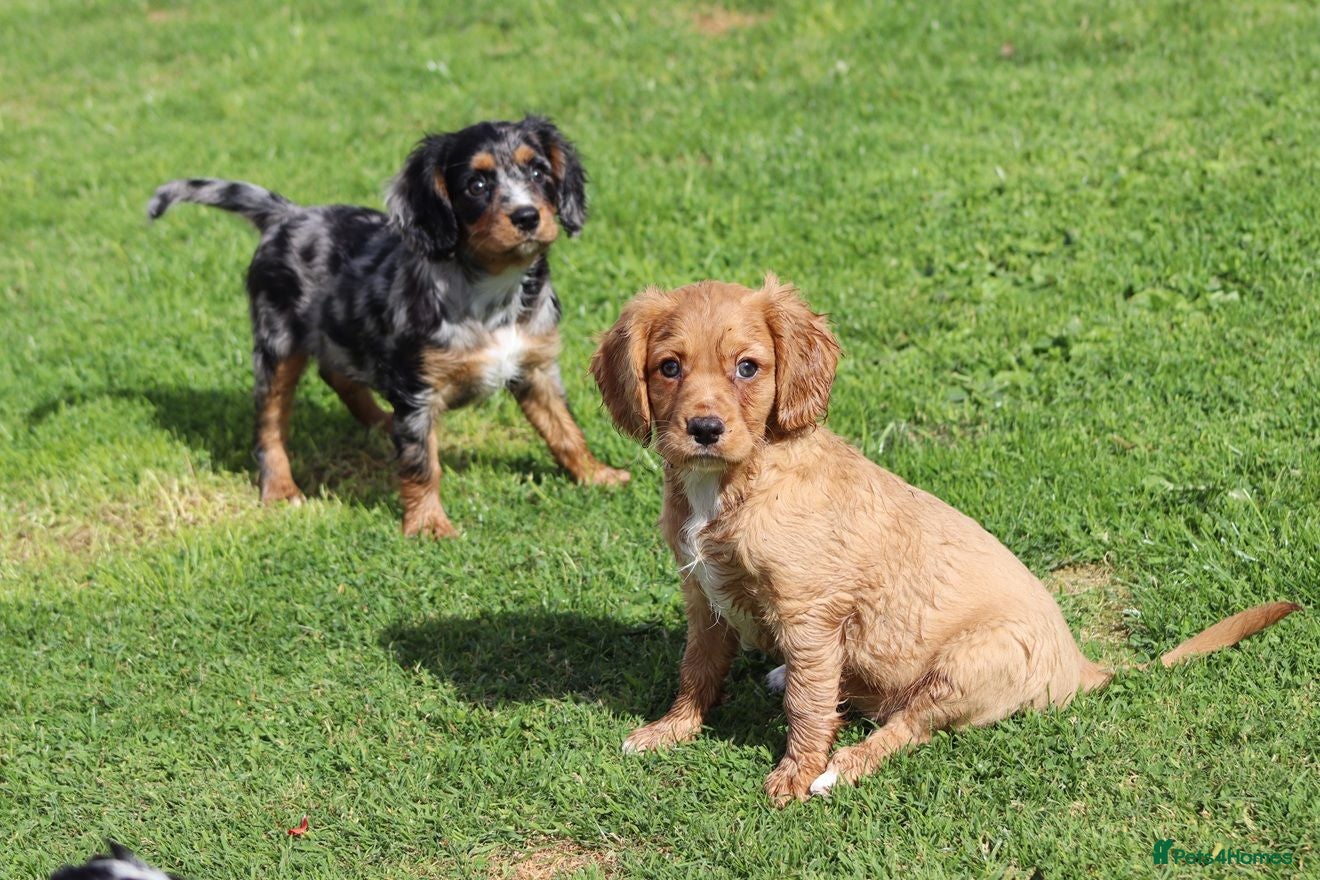 Cavapoo dogs COCKERLIERPOO puppies for sale - Advert 1