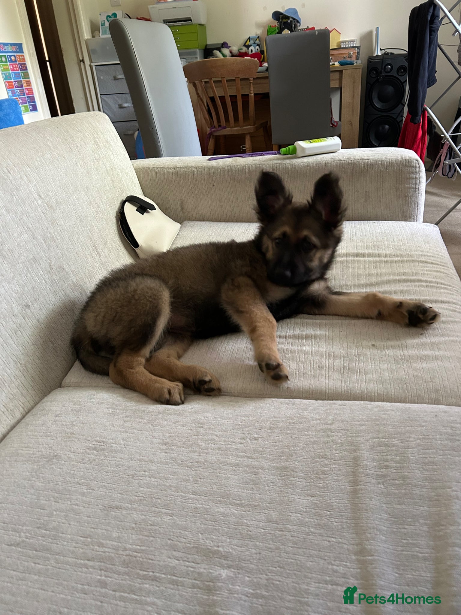 German Shepherd dogs 3 month female German Shepherd puppy. - Advert 6