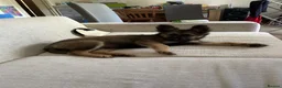 German Shepherd dogs for sale: 3 month female German Shepherd puppy. - Advert 1