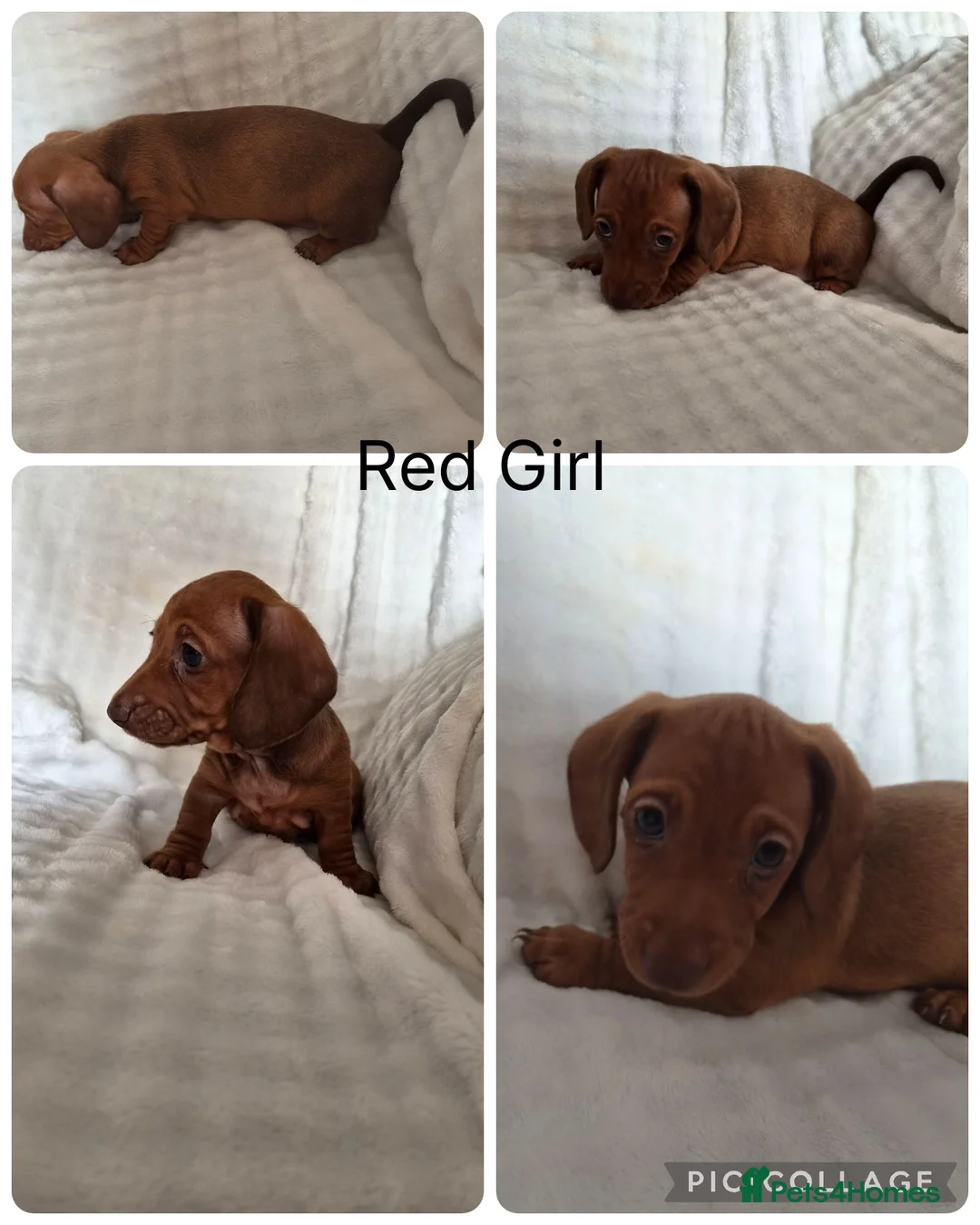 Miniature Dachshund dogs for sale: Miniature Dachshund - Advert 4