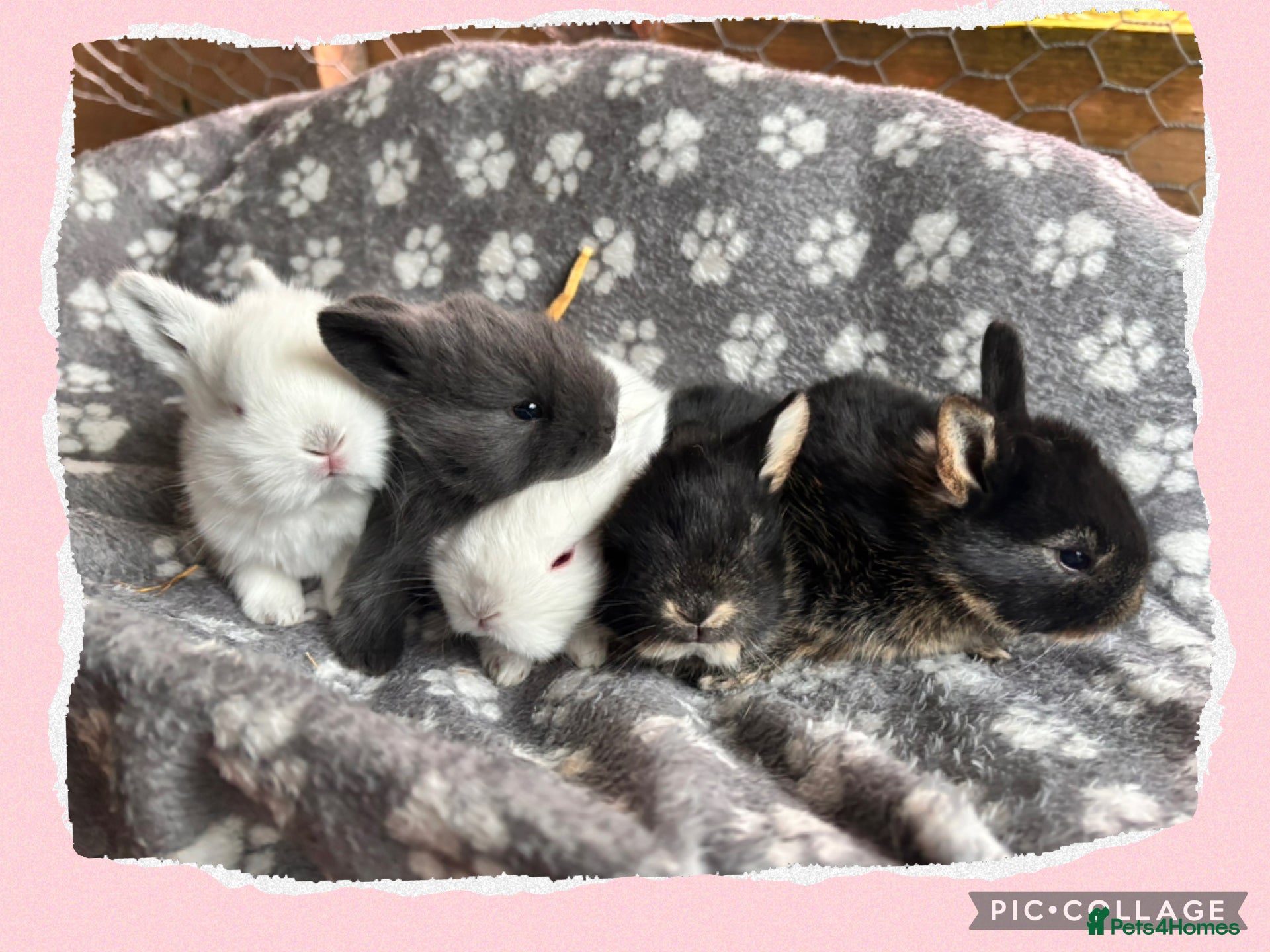 Mixed Breed rabbits 5 beautiful Rex x mini lops  - Advert 2