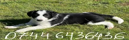 Border Collie dogs for sale: Absolutely Gorgeous Black&White Border Collie Pups - Advert 10