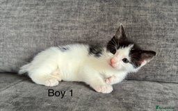 Domestic Shorthair cats for sale: Kittens - Image 10