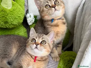 British Shorthair cats British shorthair golden adorable TICA - Advert 5