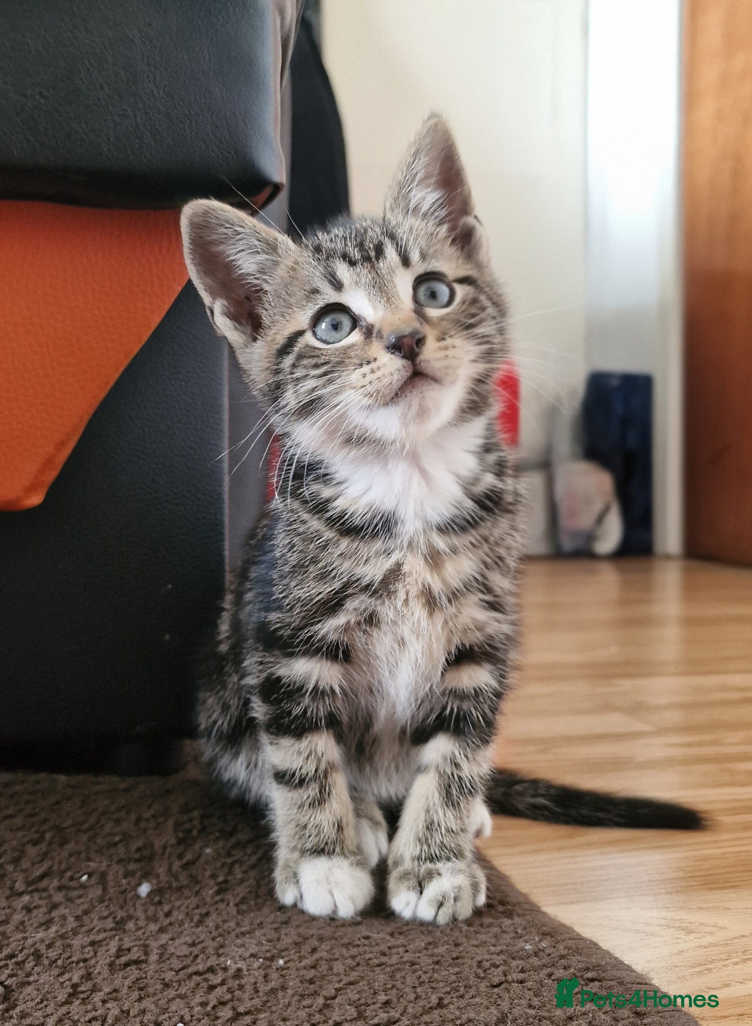 Mixed Breed cats Mix breed kittens, ip3  - Advert 12