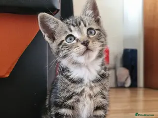 Mixed Breed cats Mix breed kittens, ip3 - Advert 12