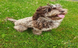 Cockapoo dogs for sale: Brown merle cockapoo girl 1 year 7 months old - Image 2