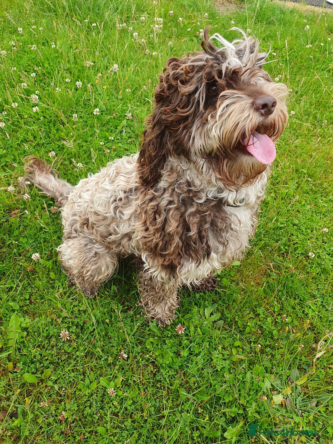 Cockapoo dogs for sale: Brown merle cockapoo girl 1 year 7 months old - Image 2