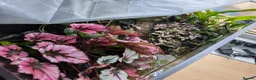 Crabs fish for sale: Tomato Vampire Crabs, Tanks, Food, everything in Glasgow - Advert 5