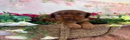 Mixed Breed dogs for sale: F1BB ENGLISH SHOW TYPE COCKERPOOS in Waterlooville - Advert 13