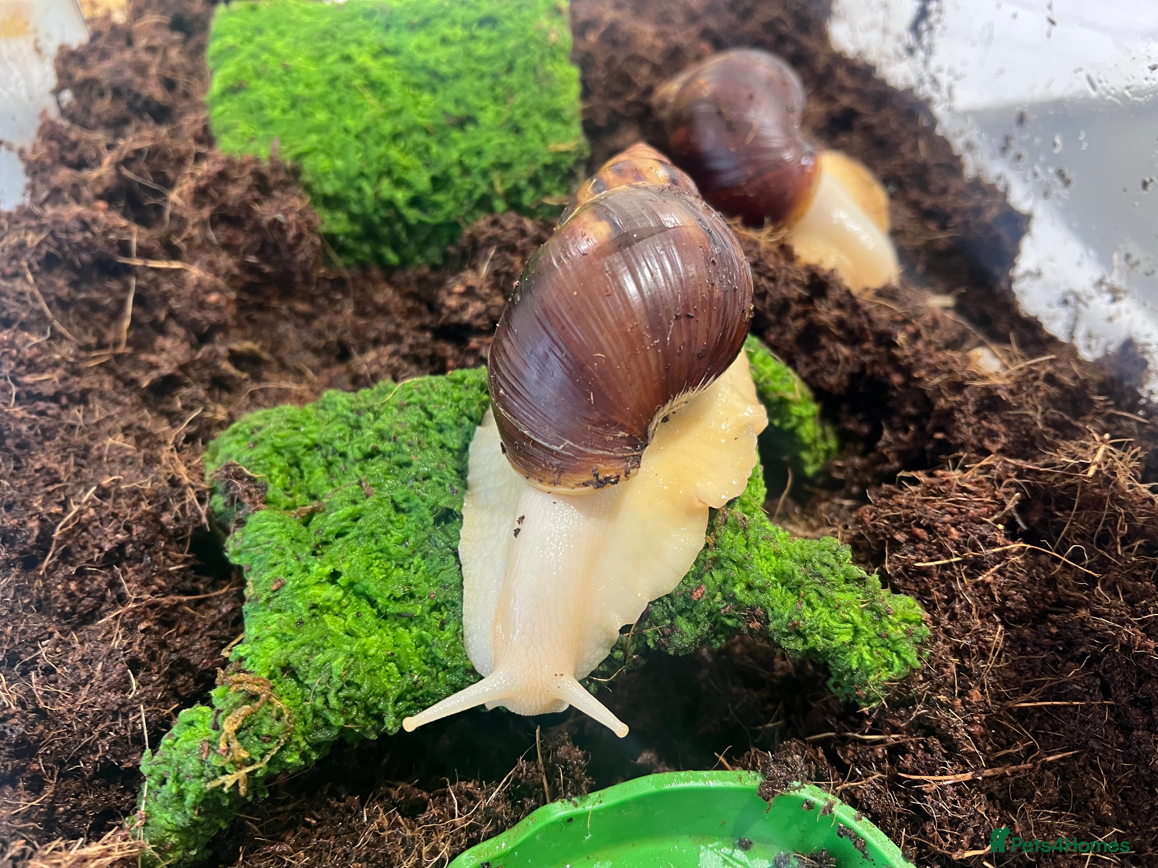Snails invertebrates 2 Albino white African land snails  - Advert 1