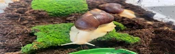Snails invertebrates for sale: 2 Albino white African land snails  - Advert 1