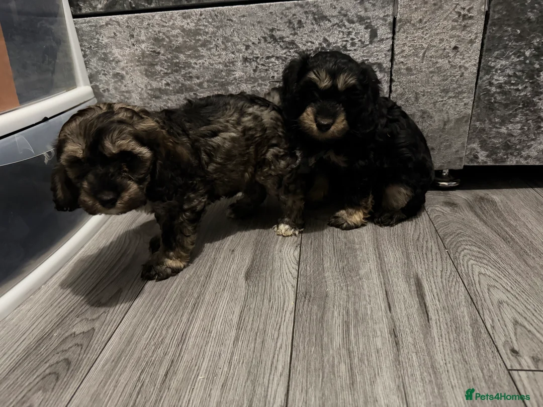 Cockapoo dogs for sale: Cocker poo puppies for sale  - Advert 20