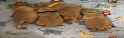 Labrador Retriever dogs for sale: Labrador Retriever Puppies - Advert 3