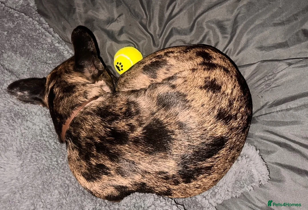 French Bulldog dogs for sale: Lilac Merl French bulldog  - Advert 2