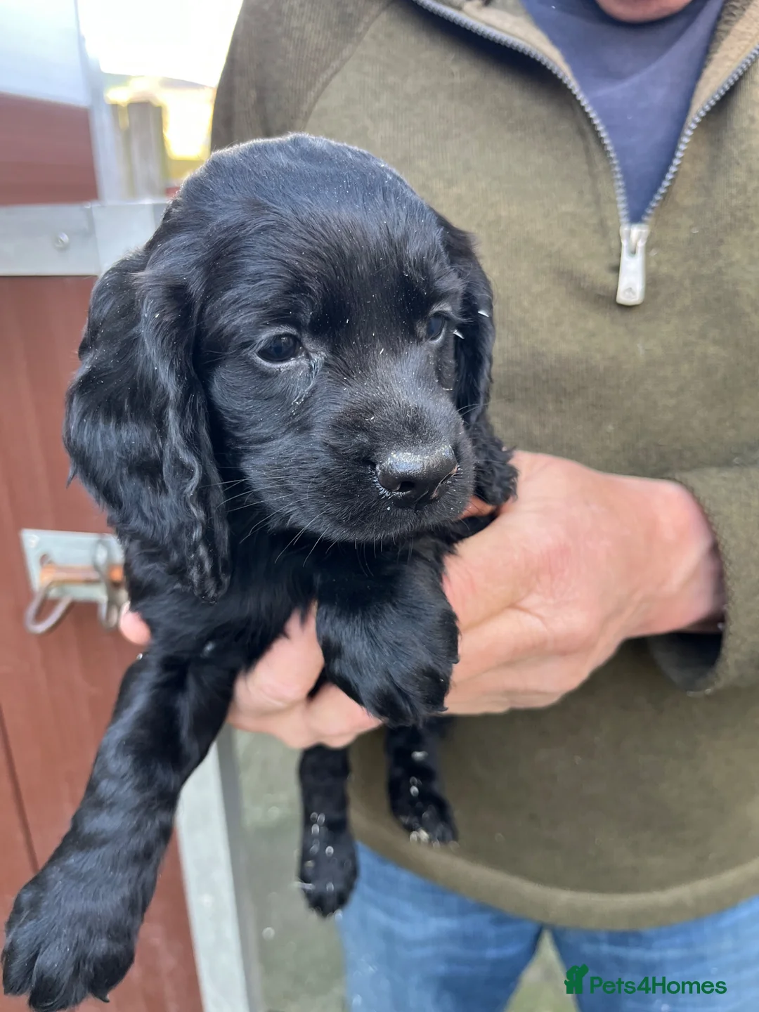 Cocker Spaniel dogs for sale: Cocker Spaniel pups - Advert 6