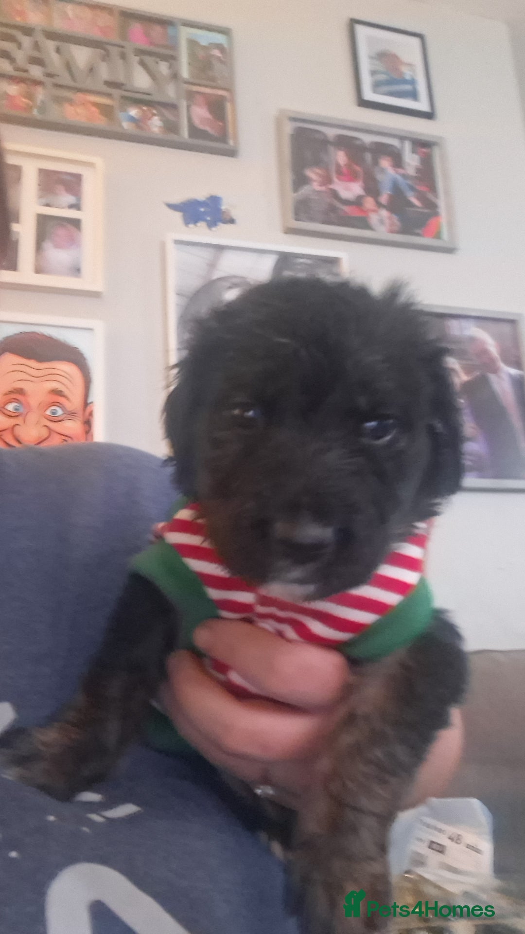 Mixed Breed dogs for sale: 1 boys left f1 border retreiver black/white left - Advert 6