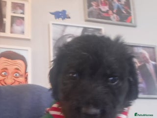 Mixed Breed dogs - Advert 32