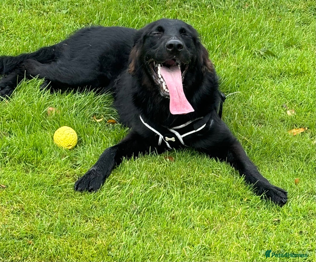 Mixed Breed dogs for sale: German Shepherd x Collie Mix Puppies for sale - Image 2