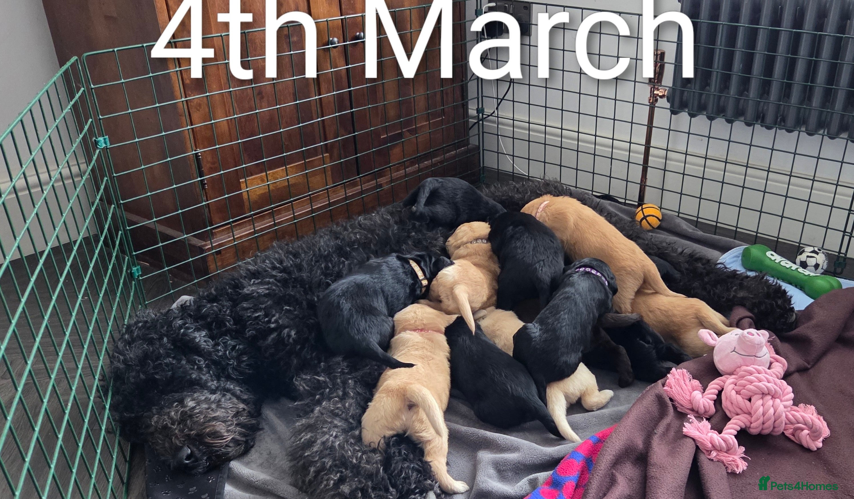 Labradoodle dogs Labrodoodle Puppies - Advert 5