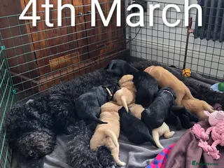 Labradoodle dogs Labrodoodle Puppies - Advert 5