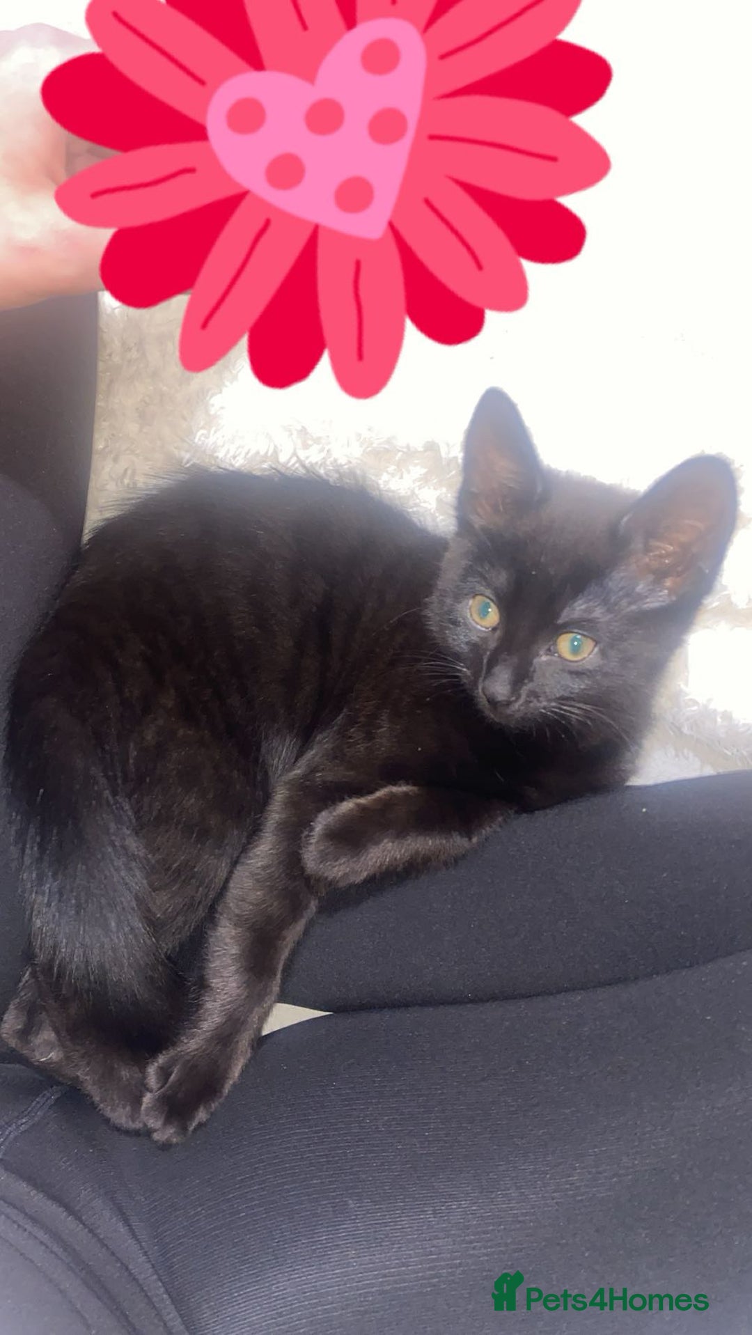 Domestic Shorthair cats for sale: Male domestic short hair  - Image 2