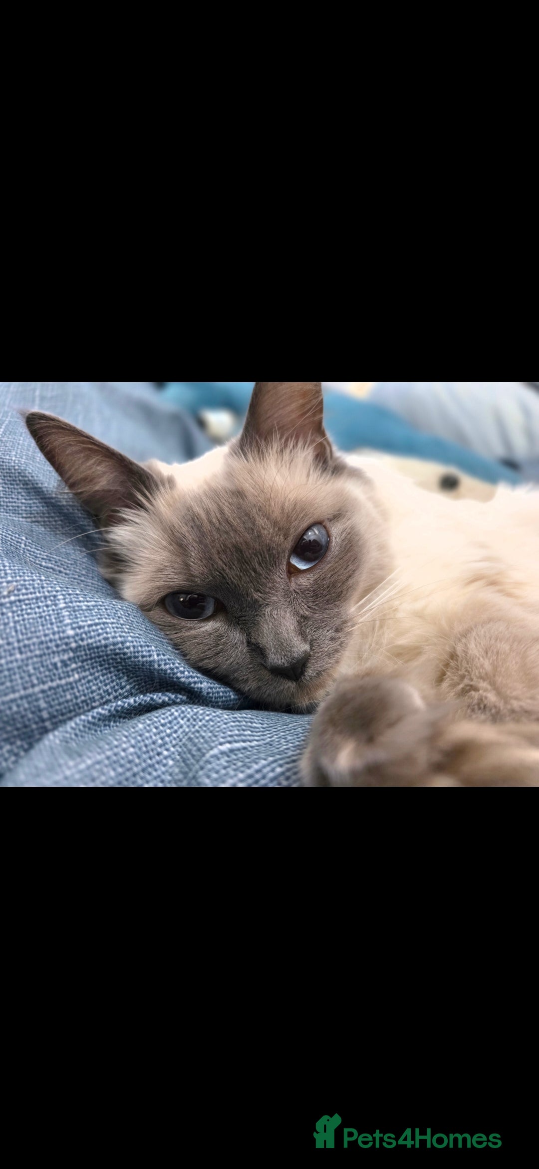 Ragdoll cats Ragdoll-cotton balls  - Advert 1