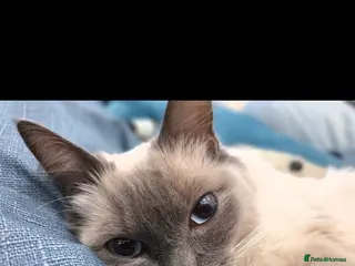 Ragdoll cats Ragdoll-cotton balls - Advert 2