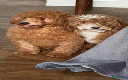Poochon dogs for sale: Gorgeous Red Toy Poochon Pups fully health tested - Image 12